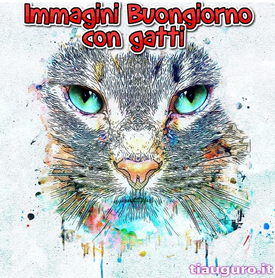 Immagini buongiorno con gatti