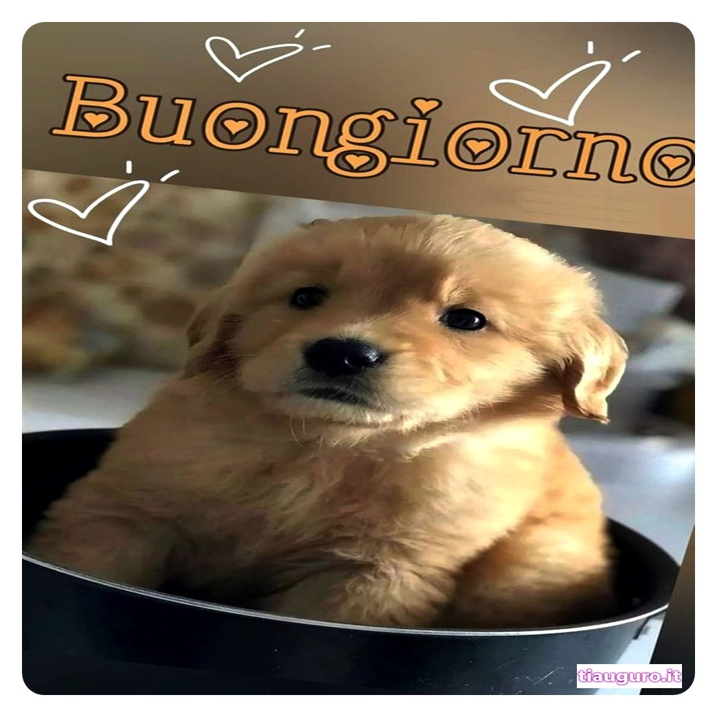 Buongiorno con immagini di cani