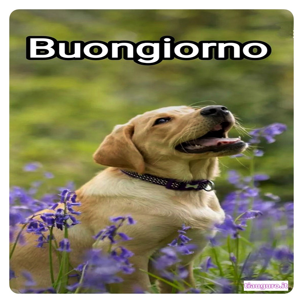 Buongiorno con immagini di cani