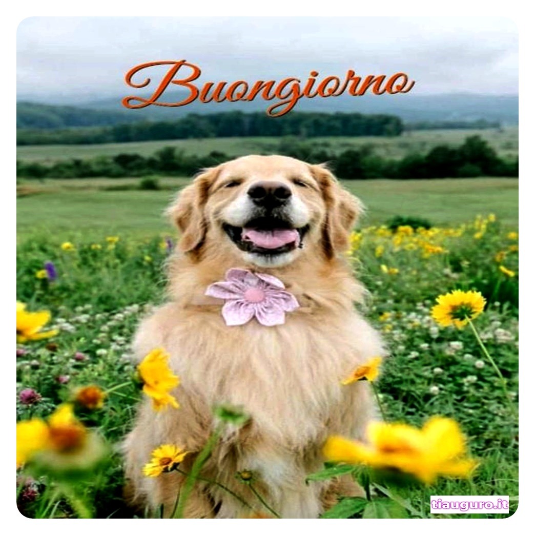 Buongiorno con immagini di cani