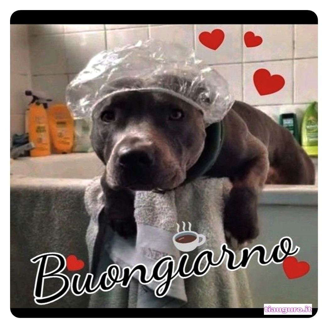 Buongiorno con immagini di cani