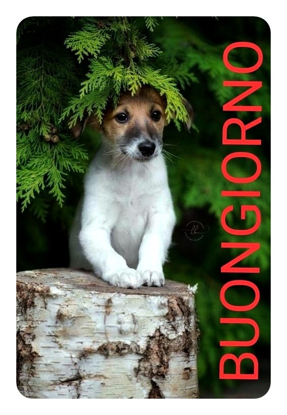 Buongiorno con immagini di cani