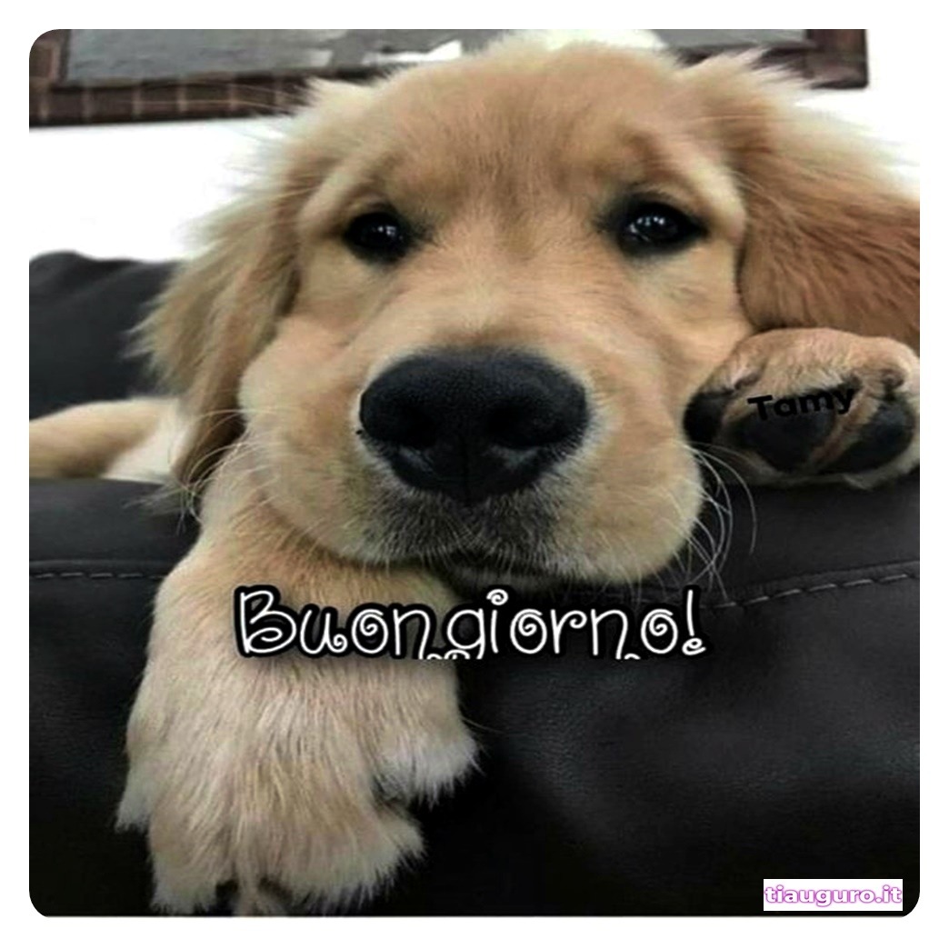 Buongiorno con immagini di cani