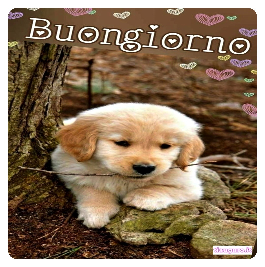 Buongiorno con immagini di cani
