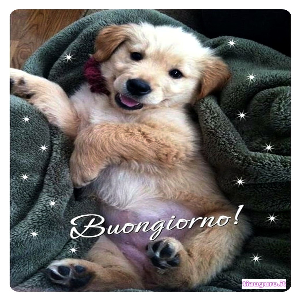 Buongiorno con immagini di cani