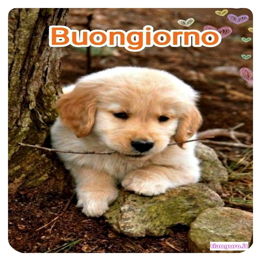 Buongiorno con immagini di cani