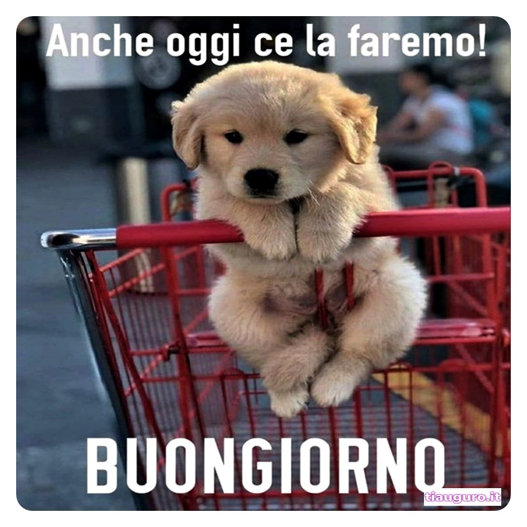 Buongiorno con immagini di cani