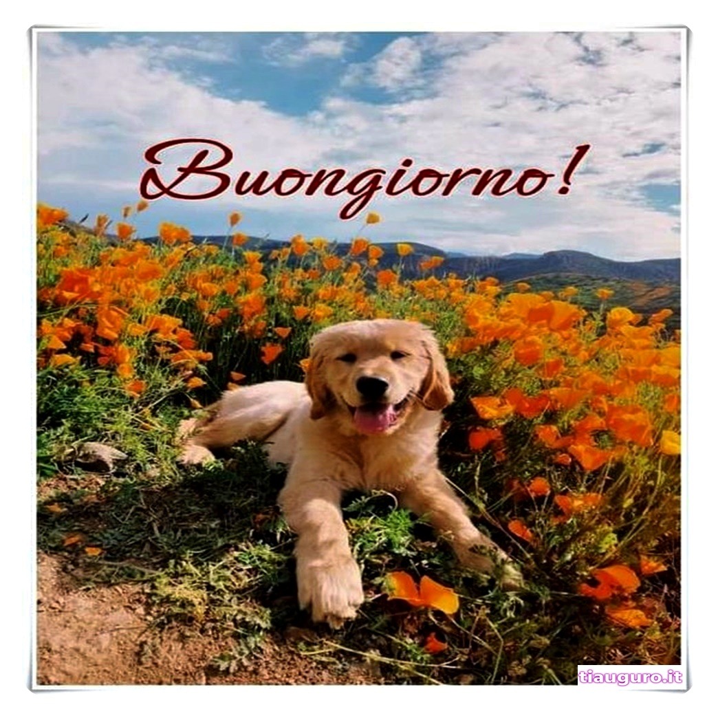 Buongiorno con immagini di cani