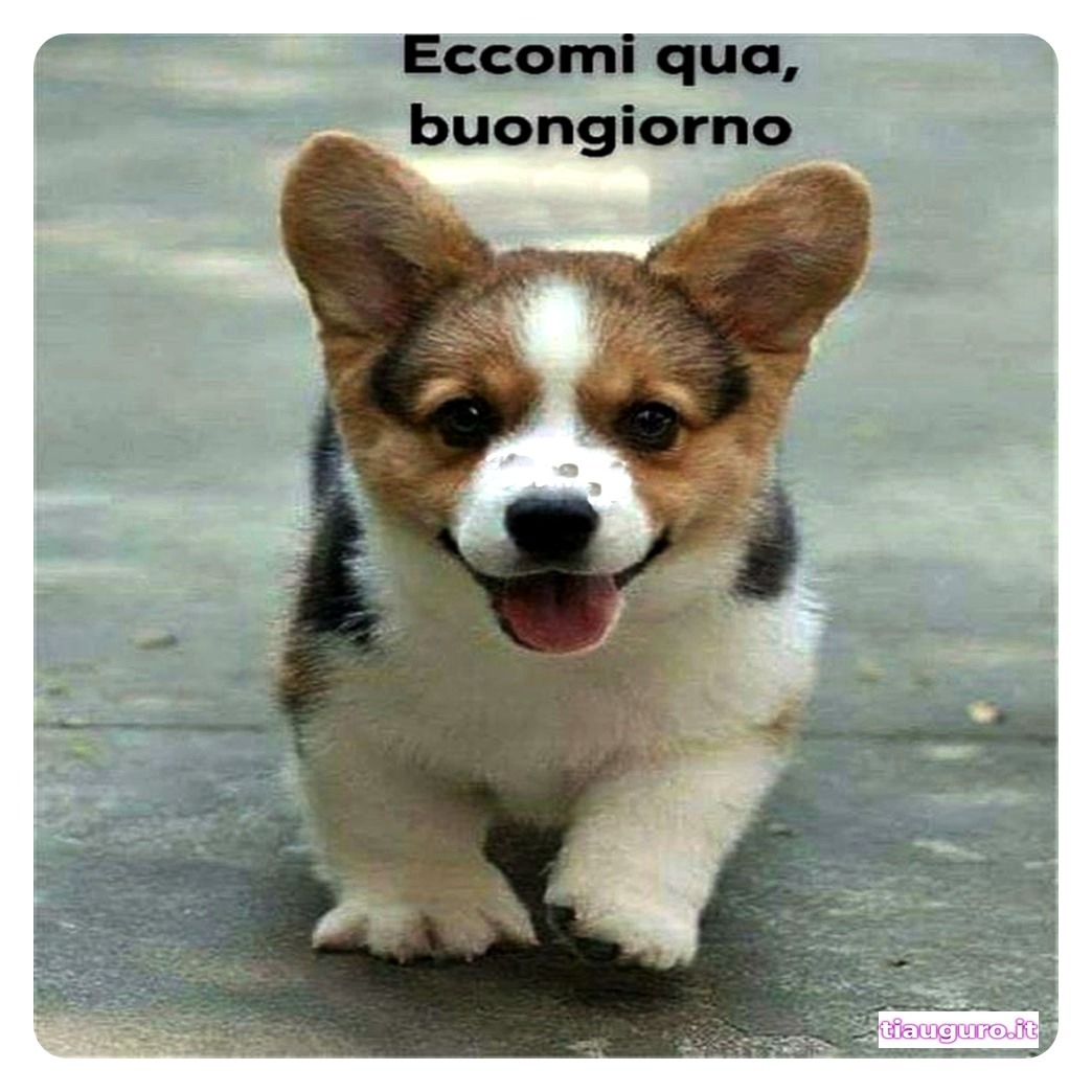 Buongiorno con immagini di cani