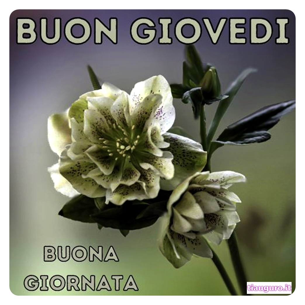 Immagini Buon Giovedì