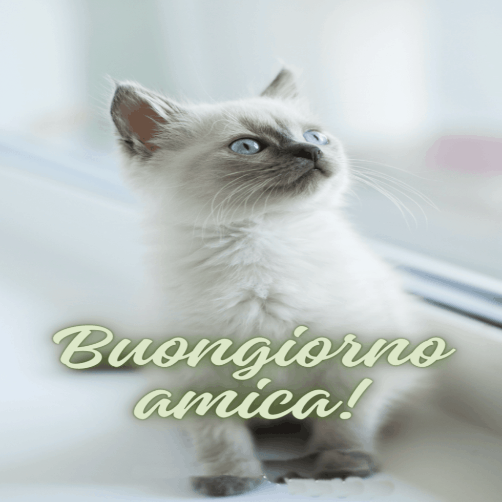 Immagini buongiorno con gatti