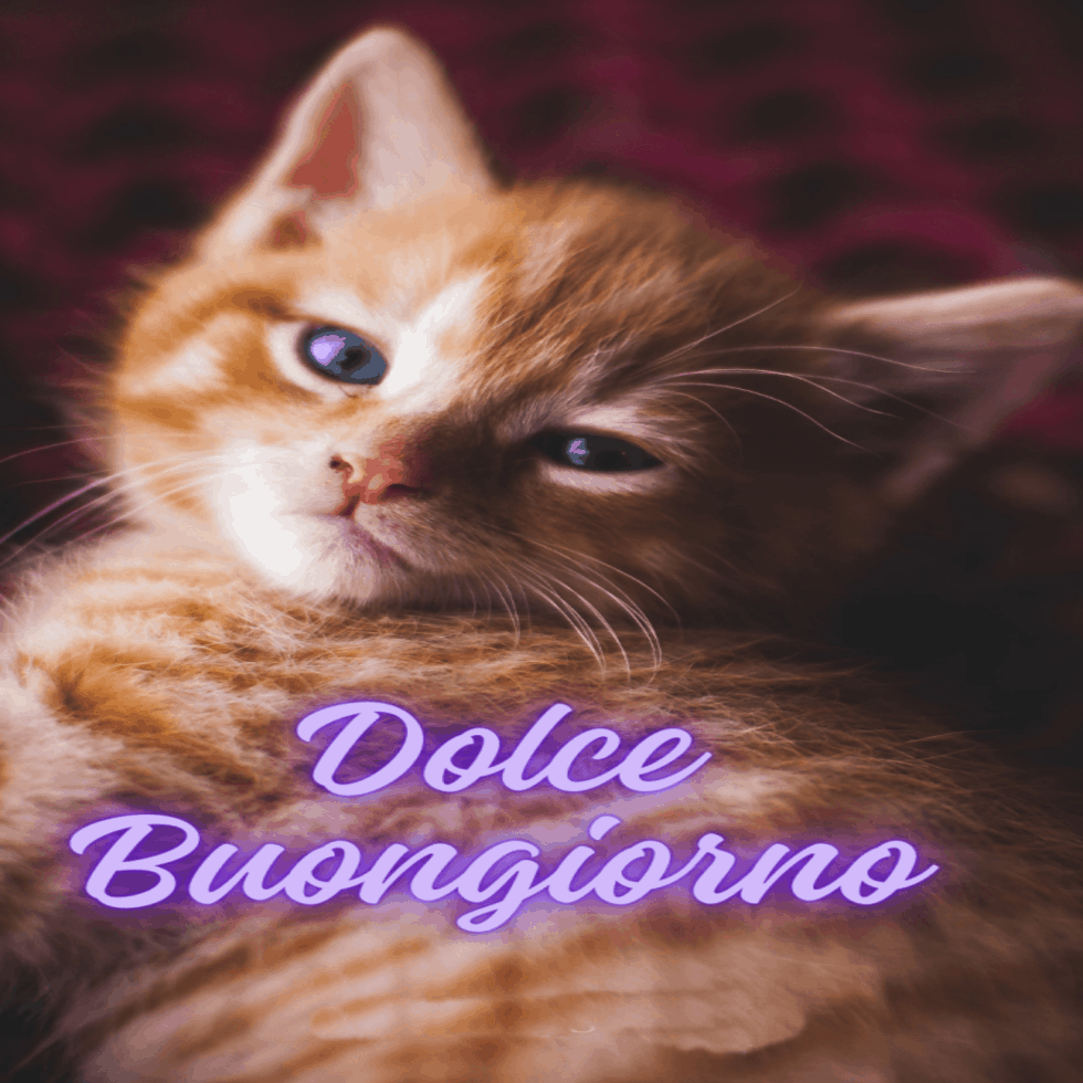 Immagini buongiorno con gatti