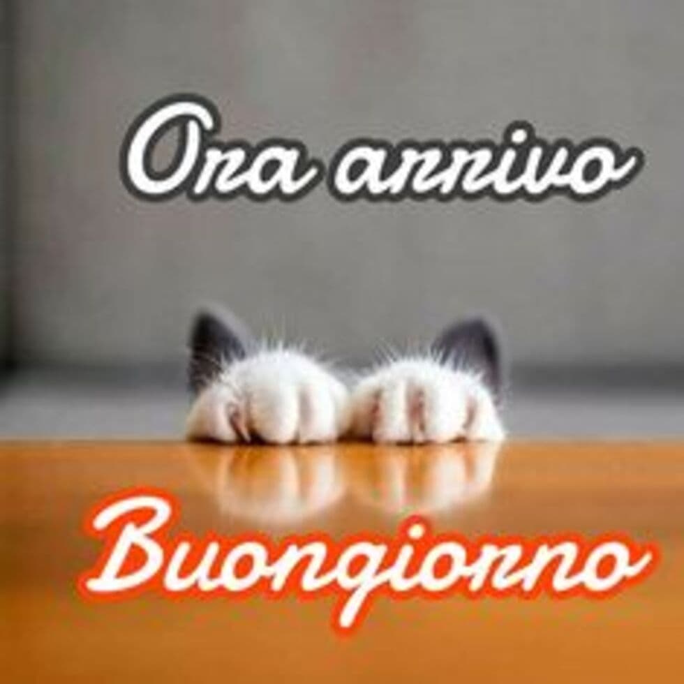 Immagini buongiorno con gatti