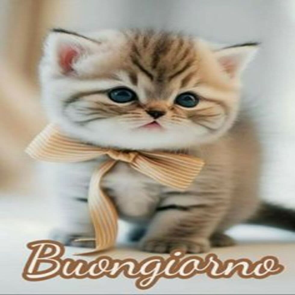 Immagini buongiorno con gatti