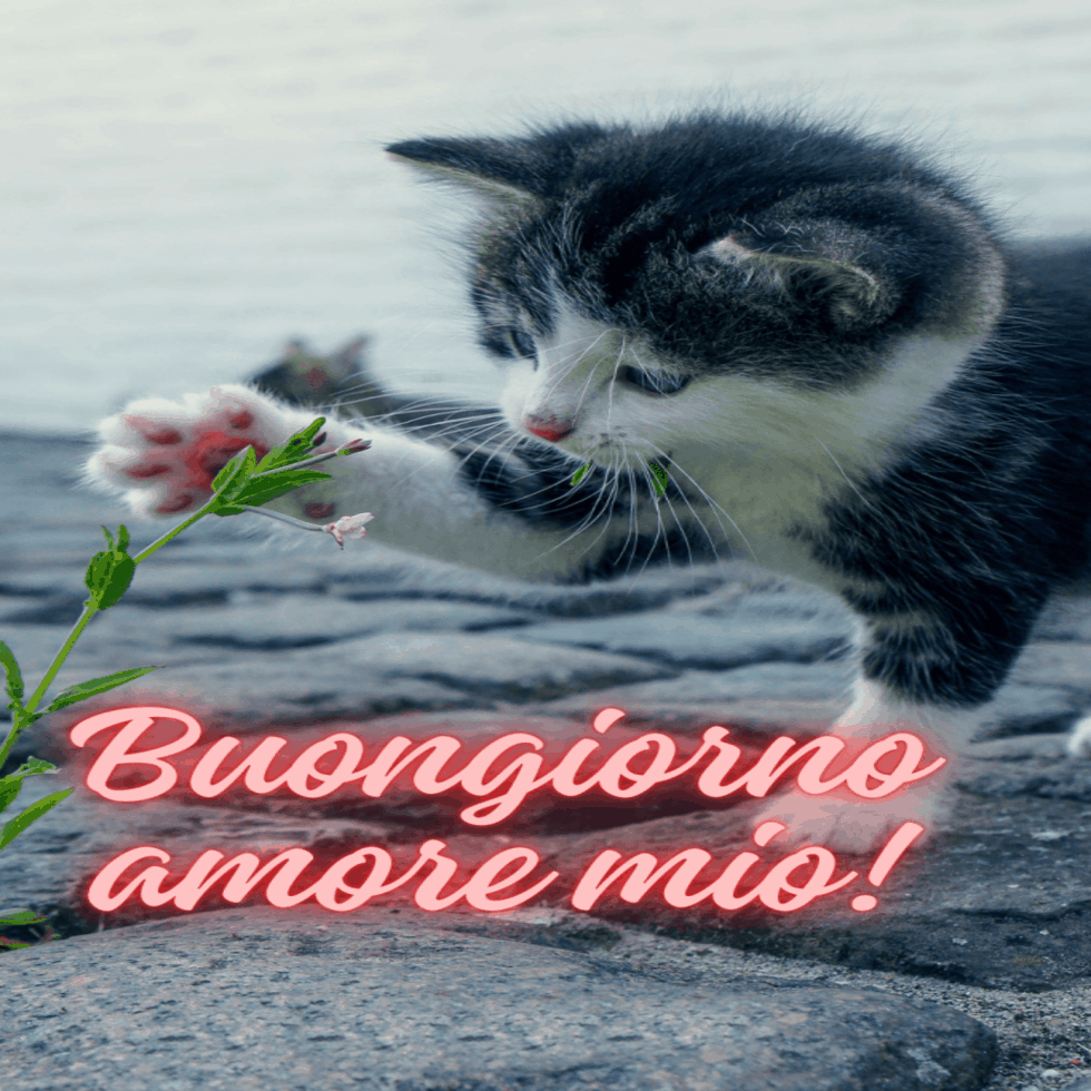 Immagini buongiorno con gatti