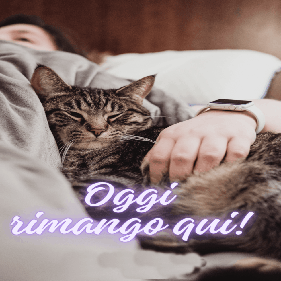 Immagini buongiorno con gatti