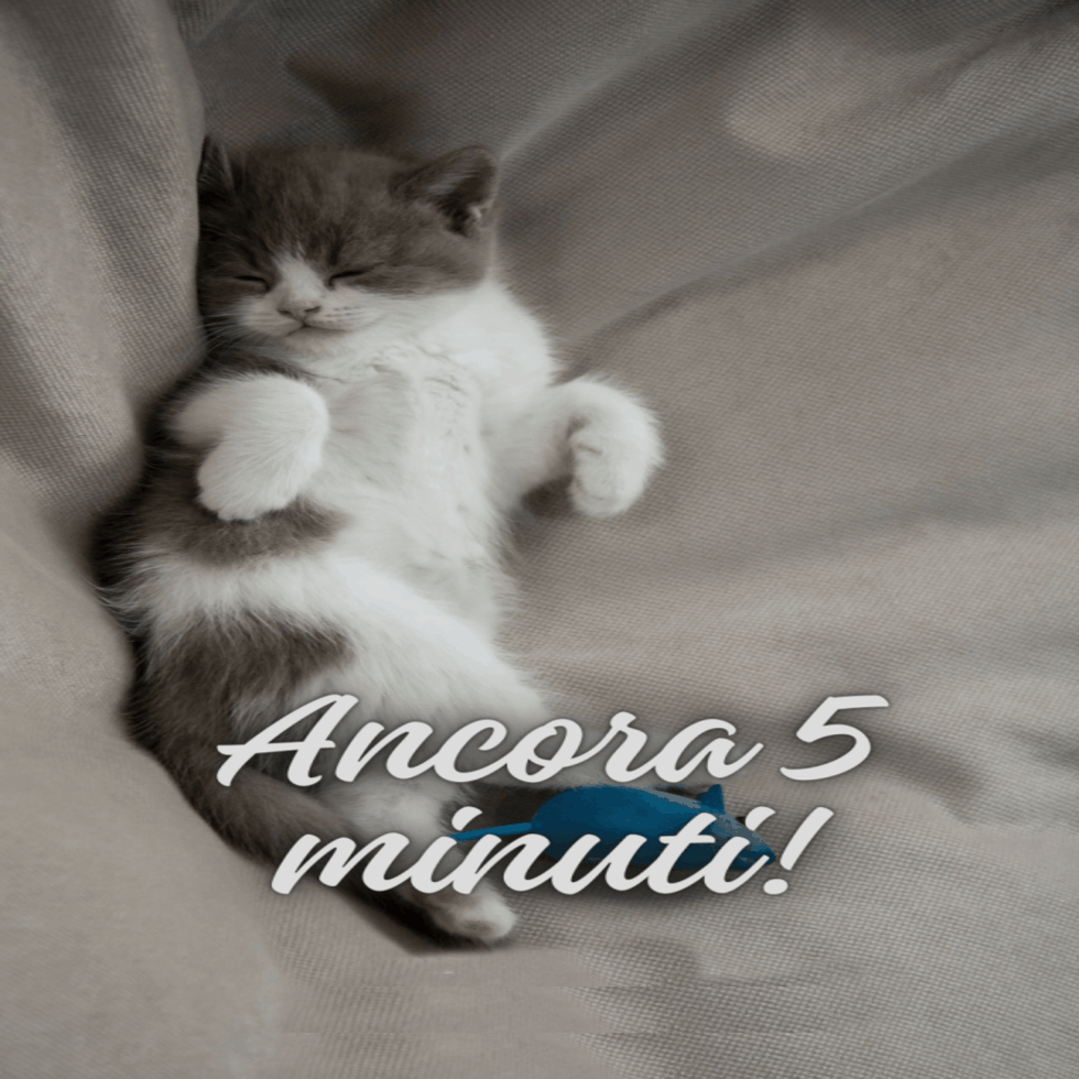 Immagini buongiorno con gatti