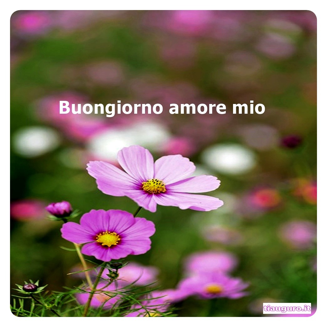 immagini Buongiorno Amore