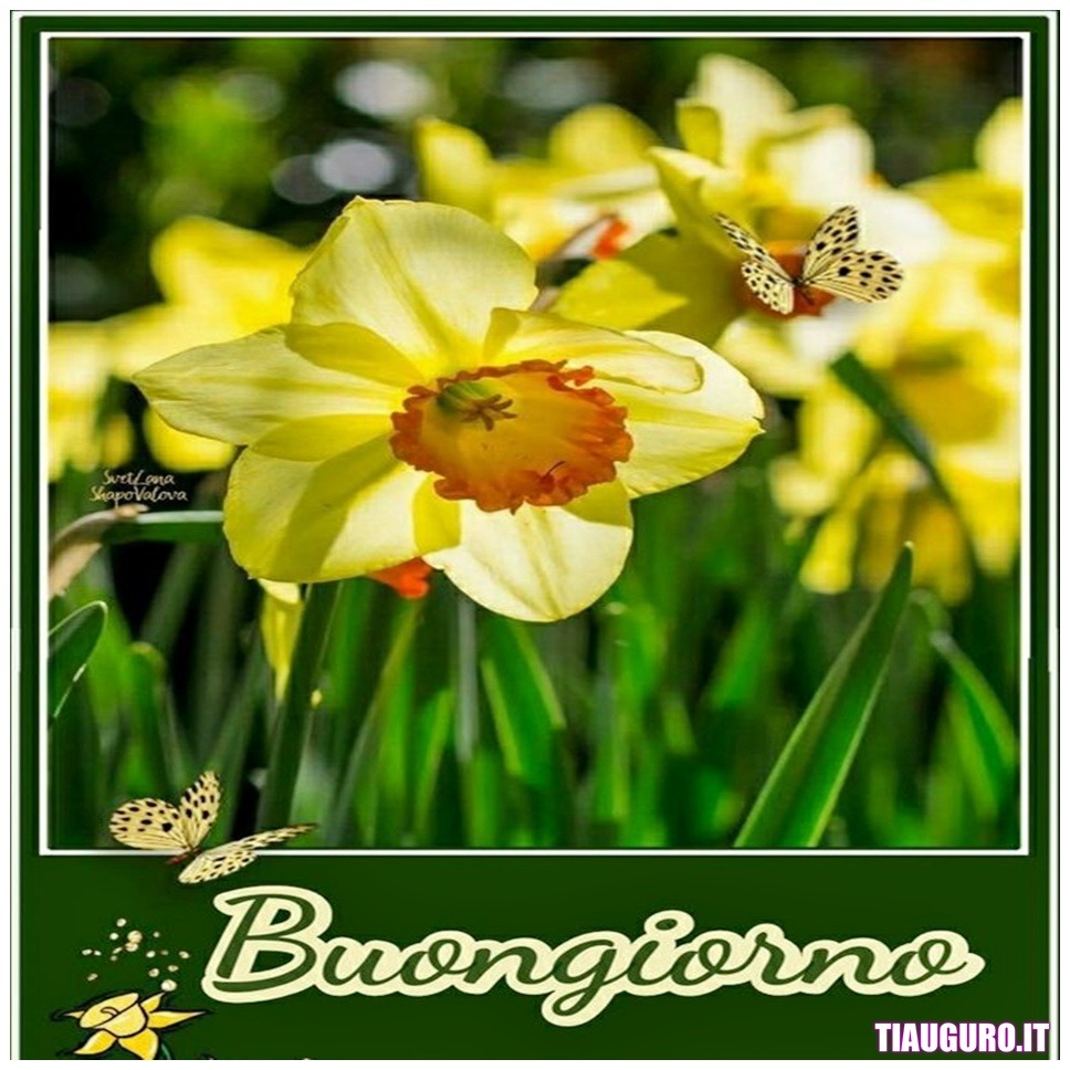 Immagini Buongiorno con fiori