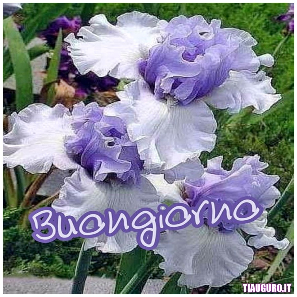Immagini Buongiorno con fiori