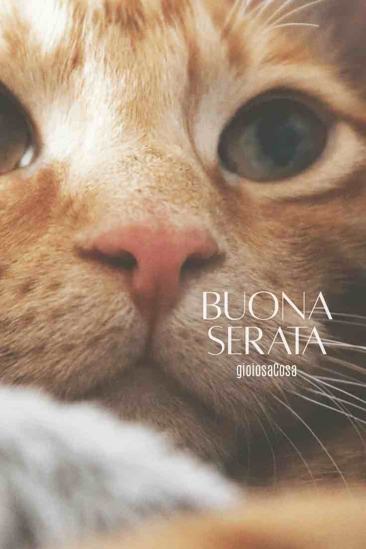 immagini buona serata