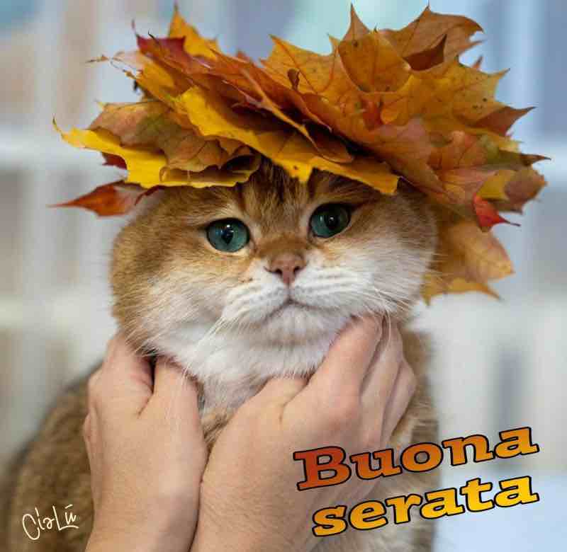 immagini buona serata