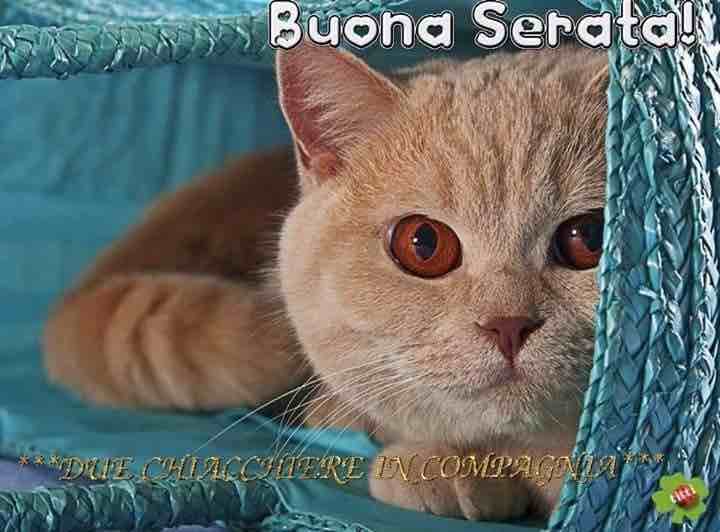 immagini buona serata